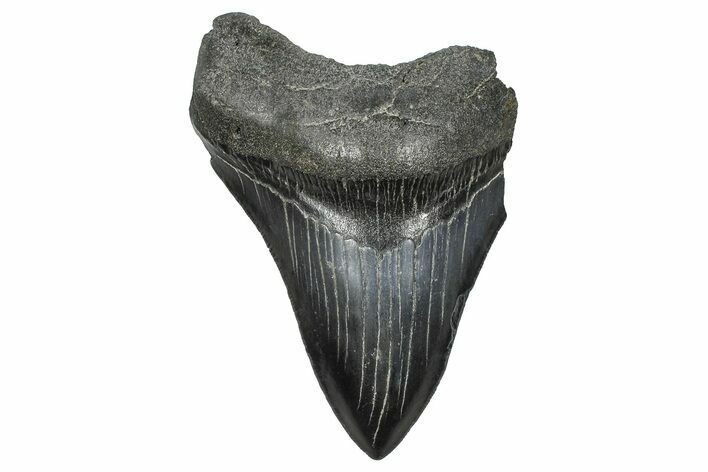 Partial Fossil Megalodon Tooth - Serrated Blade #376008